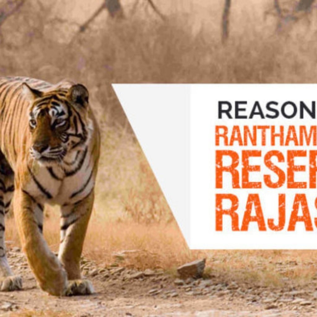 Ranthambore tour by tempo traveller 1