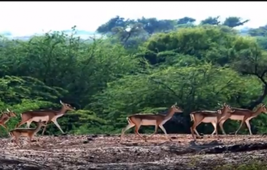 Bikaner Jaisalmer with  Jodhpur Tour By Tempo Traveller